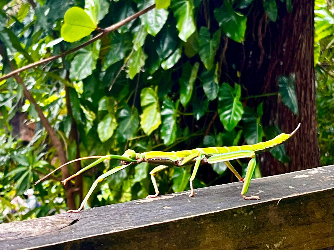 Annandale Falls-St. George's必去景点