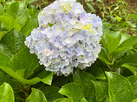 博南萨农场酒店主图