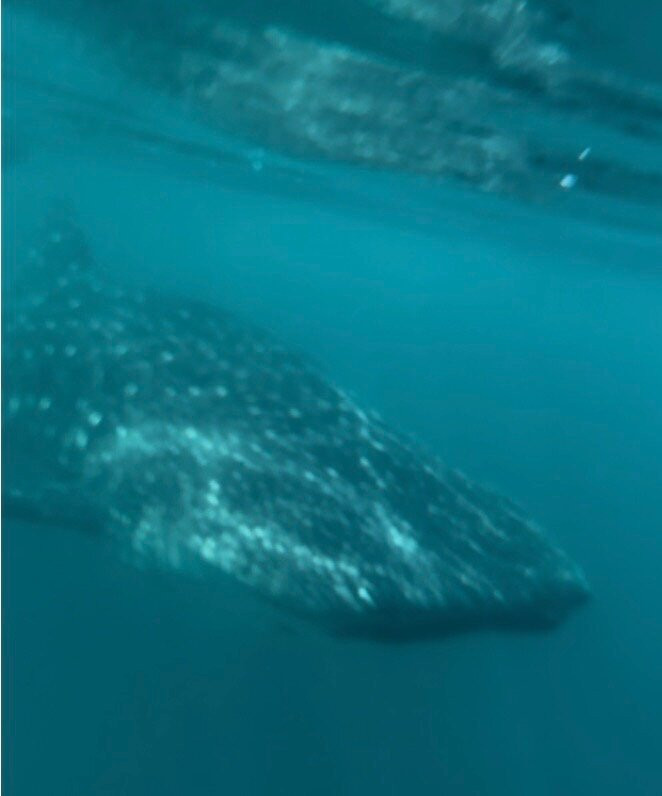 Water And Land Activities-Playa Panama必去景点