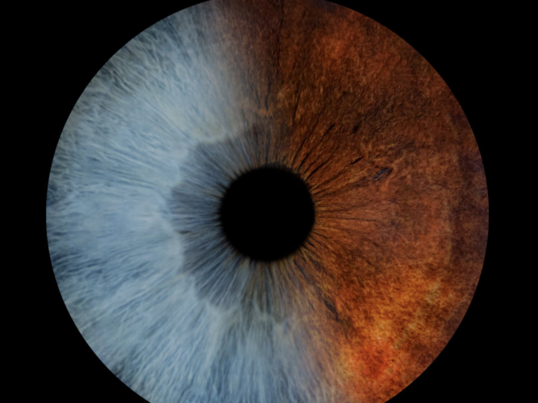 Iris Galerie Amsterdam Spiegelgracht-阿姆斯特丹必去景点