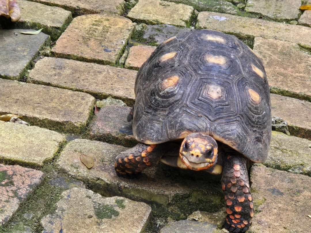 Barbados Wildlife Reserve-Saint Peter Parish必去景点