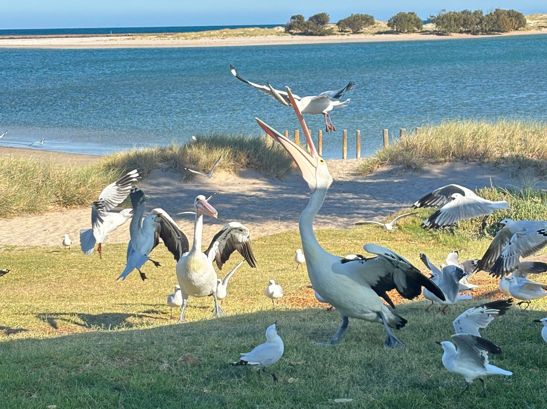 Kalbarri Pelican Feeding-卡尔巴里必去景点