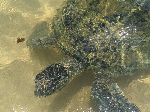 Turtle Beach-希克杜沃必去景点