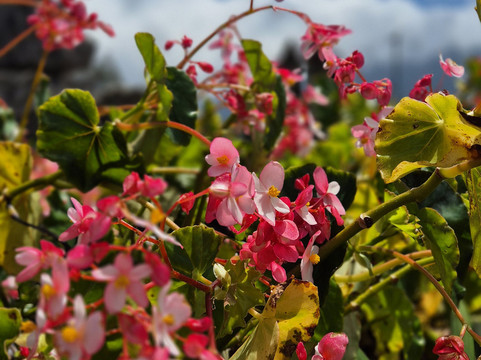 Bali Tropical Island Tours-库塔必去景点