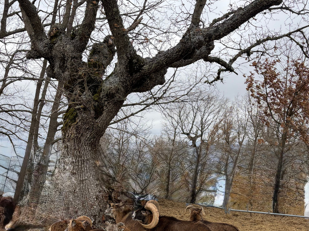 Paleolitico Vivo-布尔戈斯省必去景点