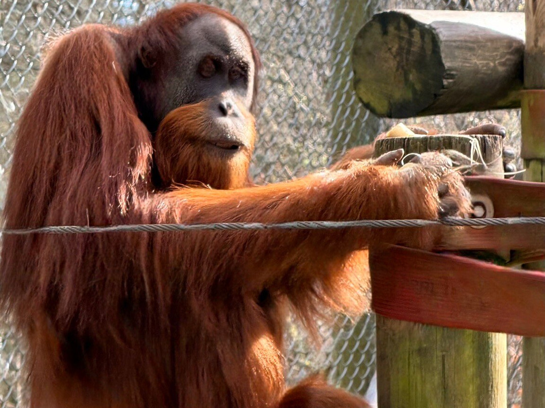 Monkey World-韦勒姆必去景点