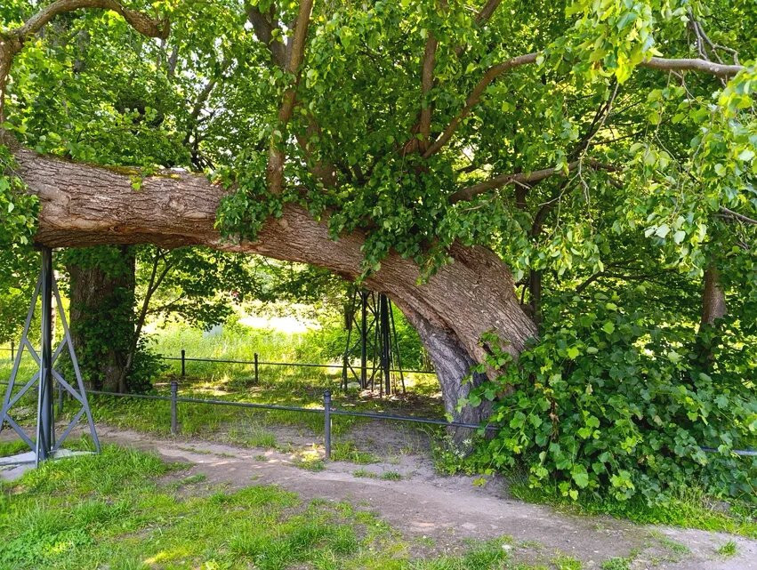 Monument of Wildlife - Lipa-斯韦特洛戈尔斯克必去景点