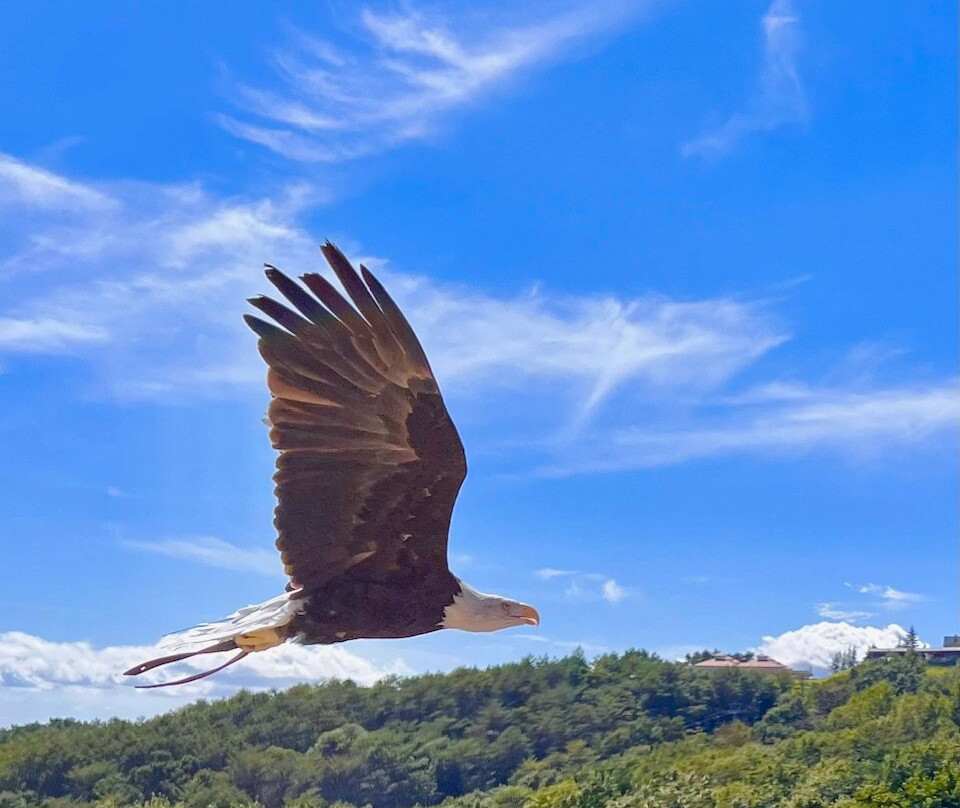 Nasu Animal Kingdom-那须町必去景点