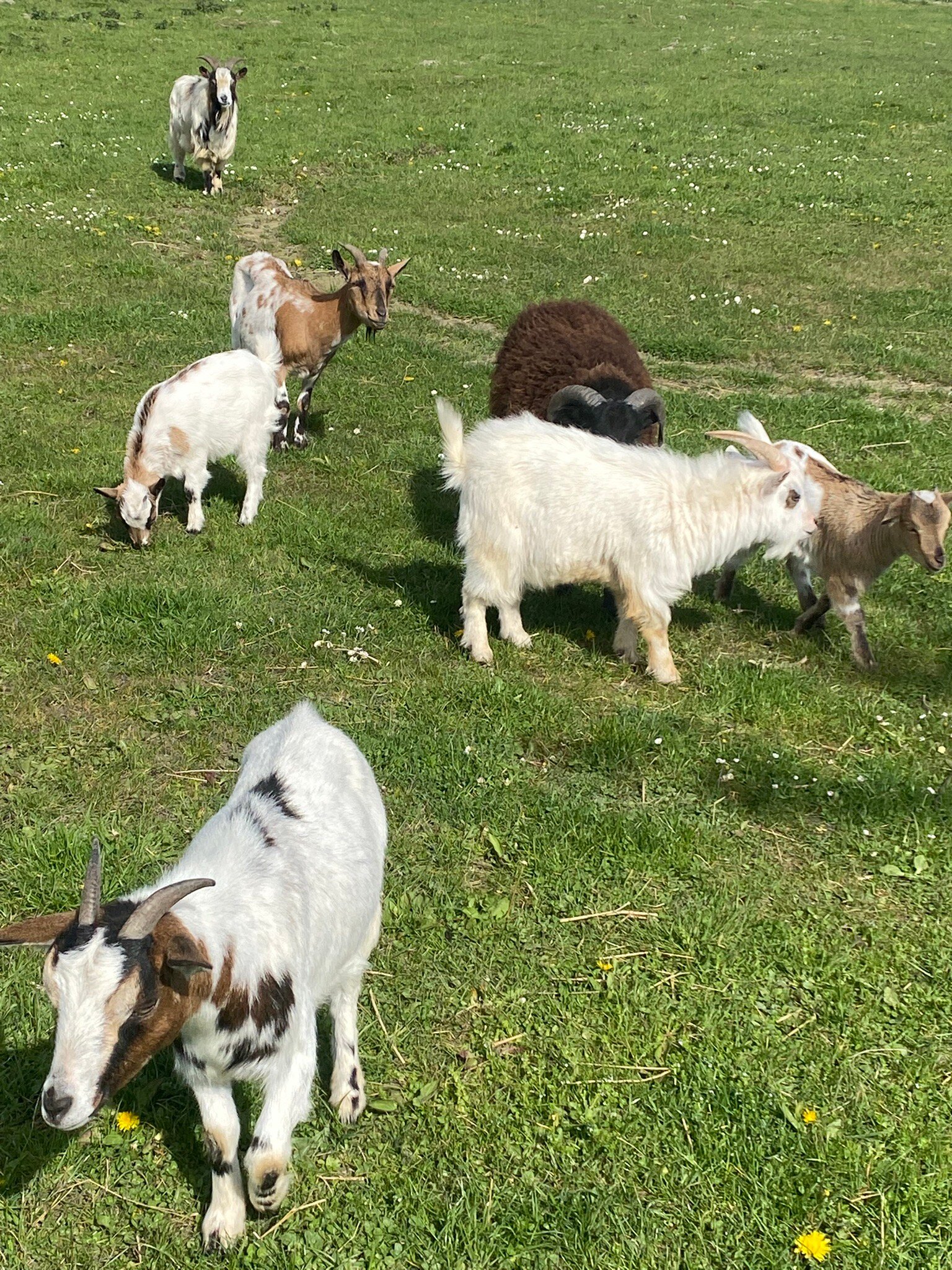Ferme Saint Joseph-官方