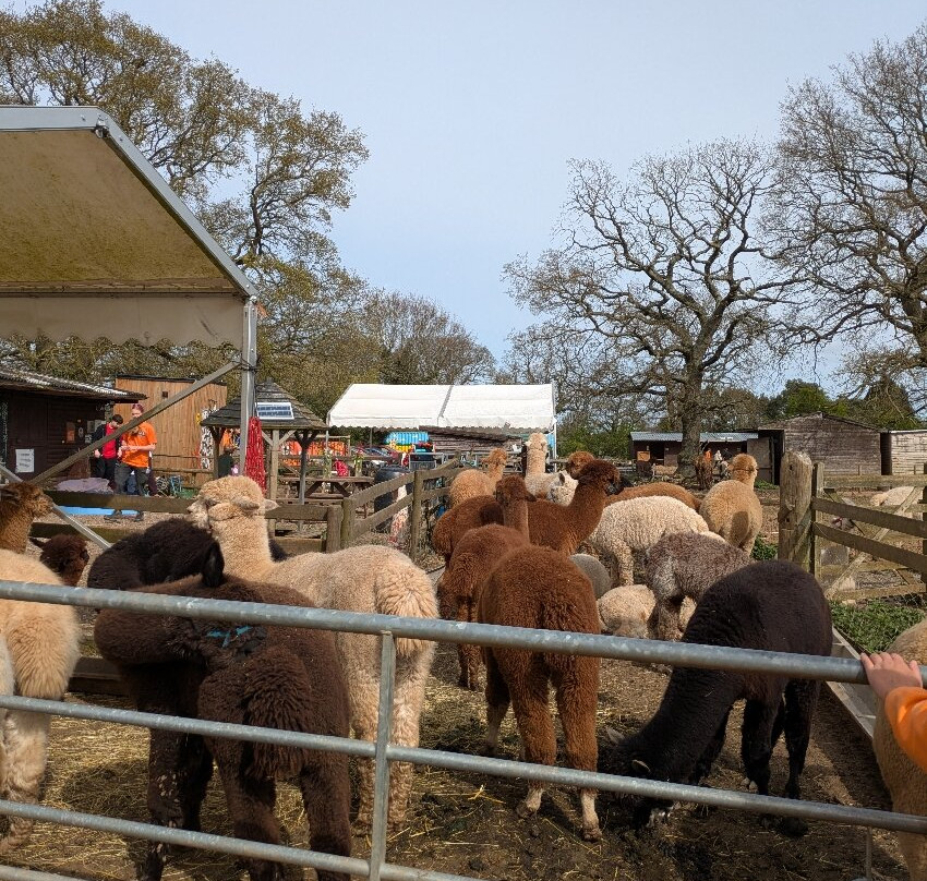 Lucky Tails Alpaca Farm-Atherstone必去景点