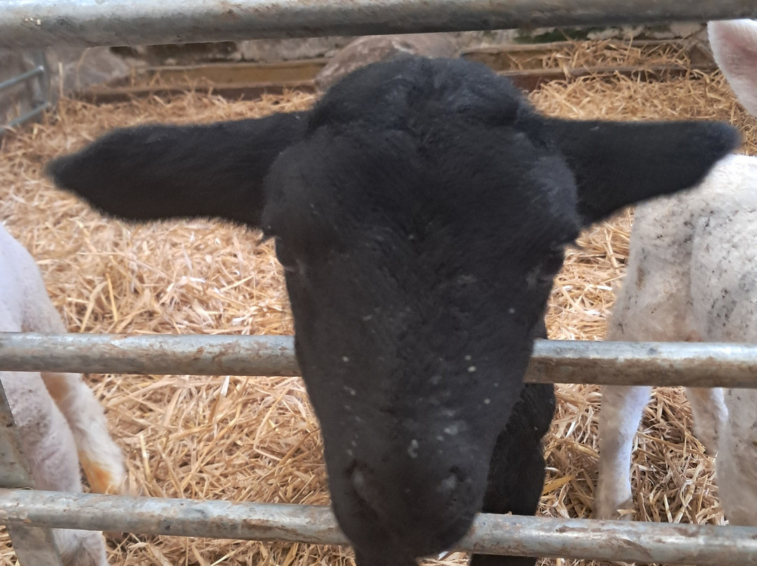 Craigbank Farm