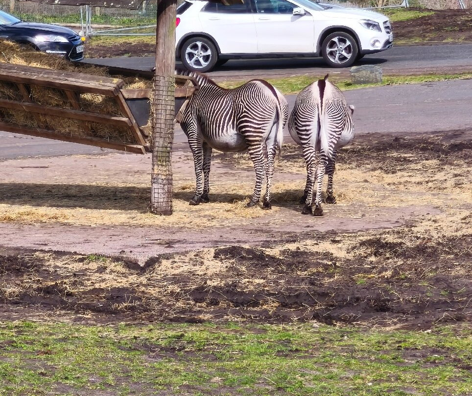 Safari Lodges At West Midlands Safari Park主图