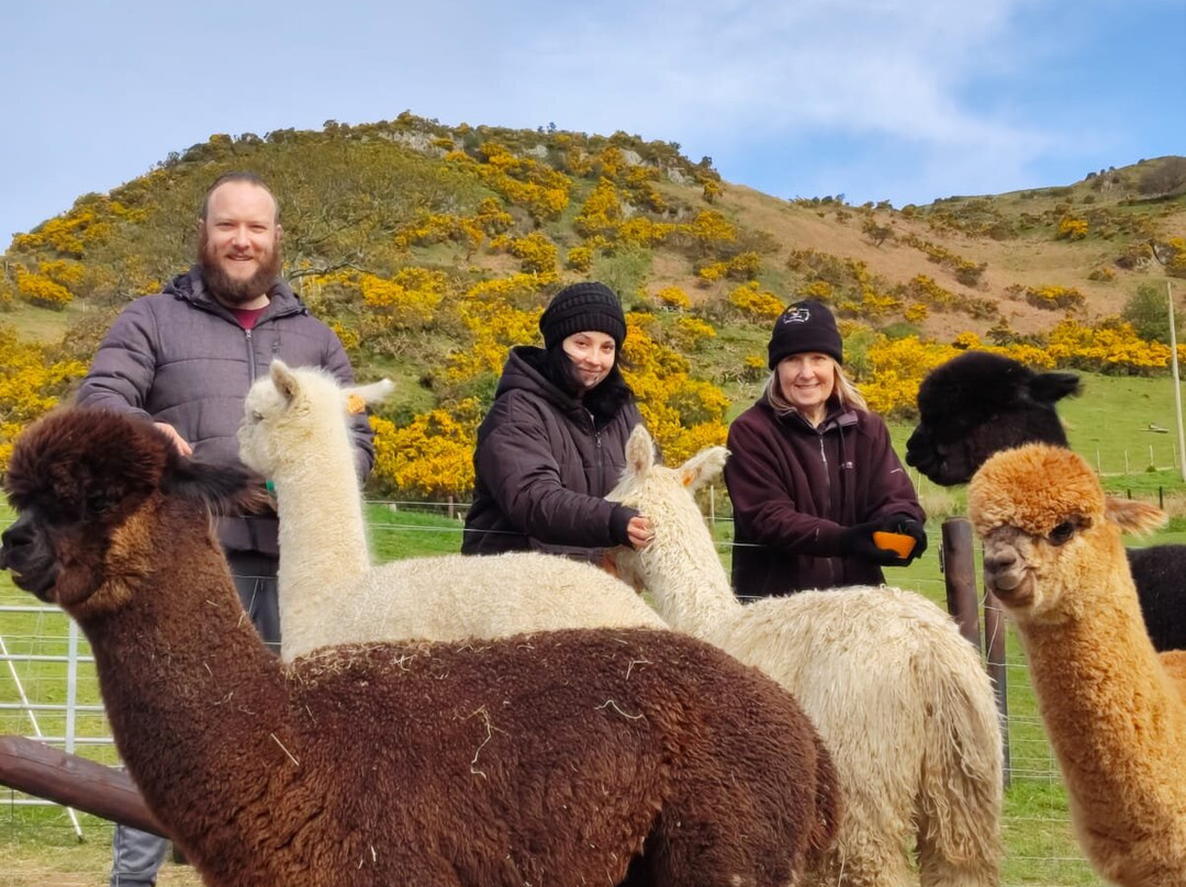 Antur Alpaca At Geufron Farm-Tywyn必去景点