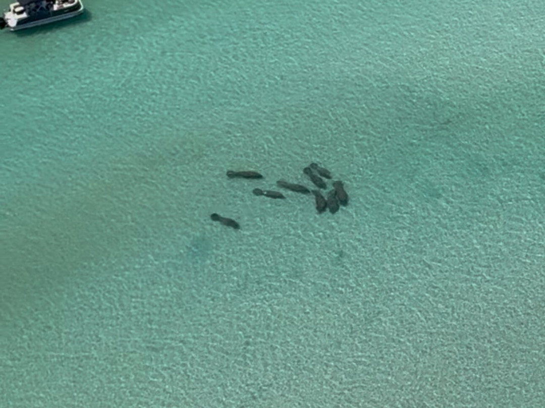 Sarasota Helicopter Tours-萨拉索塔必去景点
