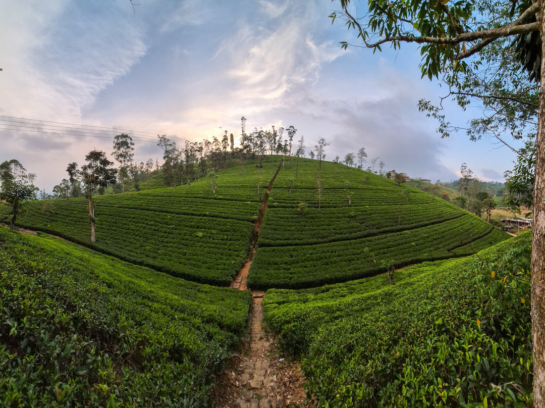 Amazing Travels & Tours Sri Lanka-科奇克德必去景点
