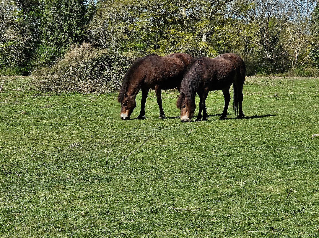 Knepp Wildland Safaris-霍舍姆必去景点