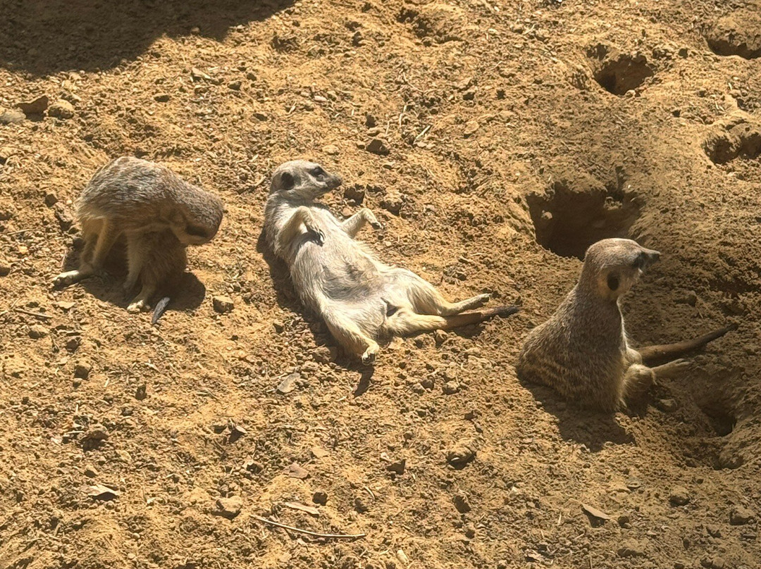 Zoo Antwerpen (dierentuin)-安特卫普必去景点