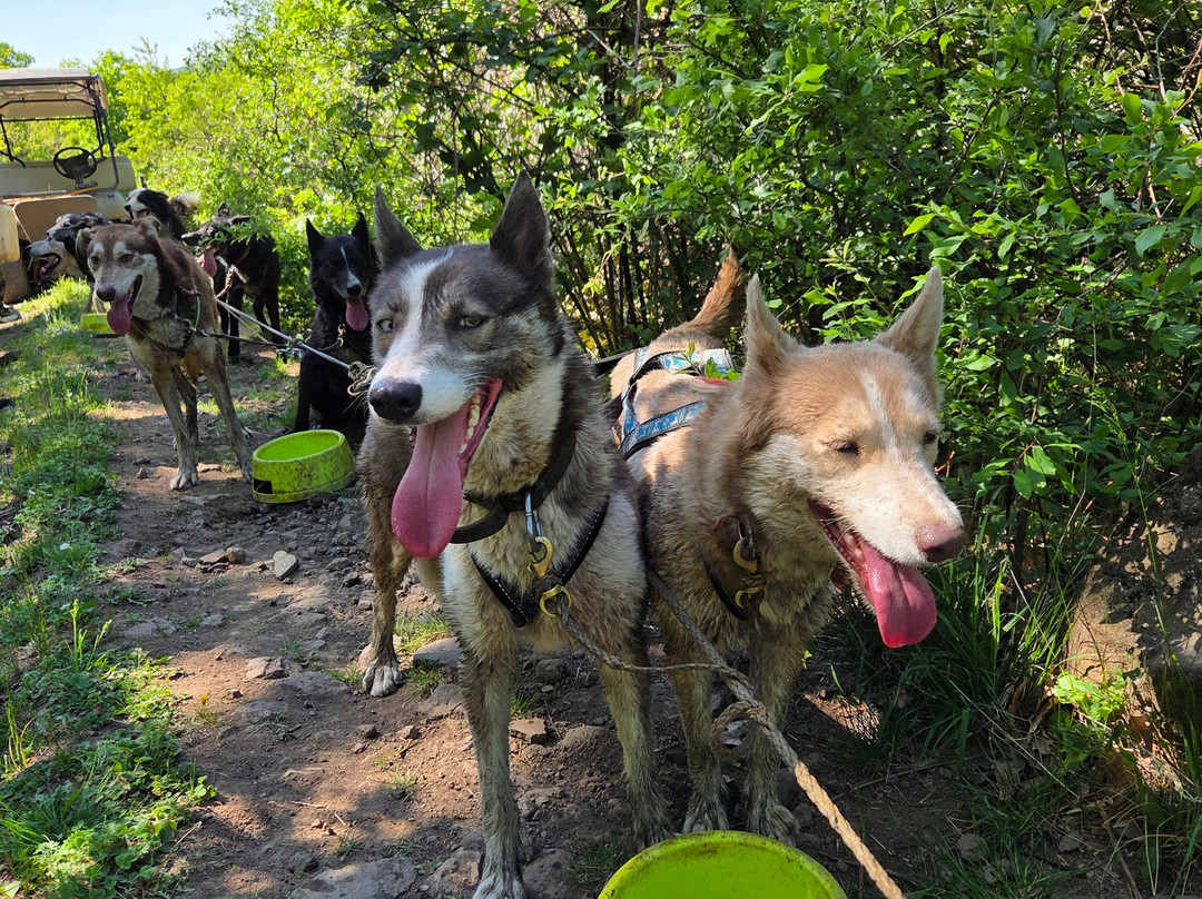 Dog sled tour  Mátrafüred-马特劳菲赖德必去景点