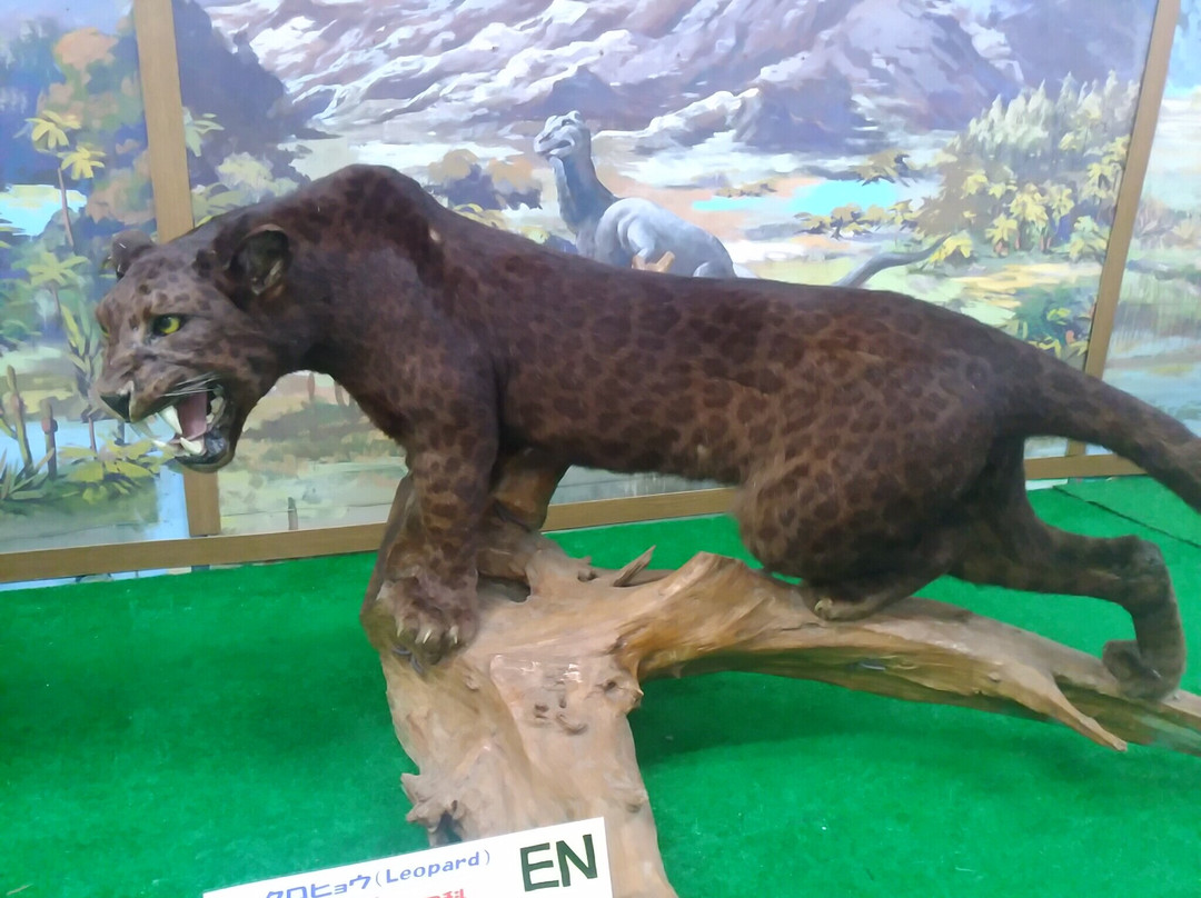 Tsuyama Nature & Mystery Museum-津山市必去景点
