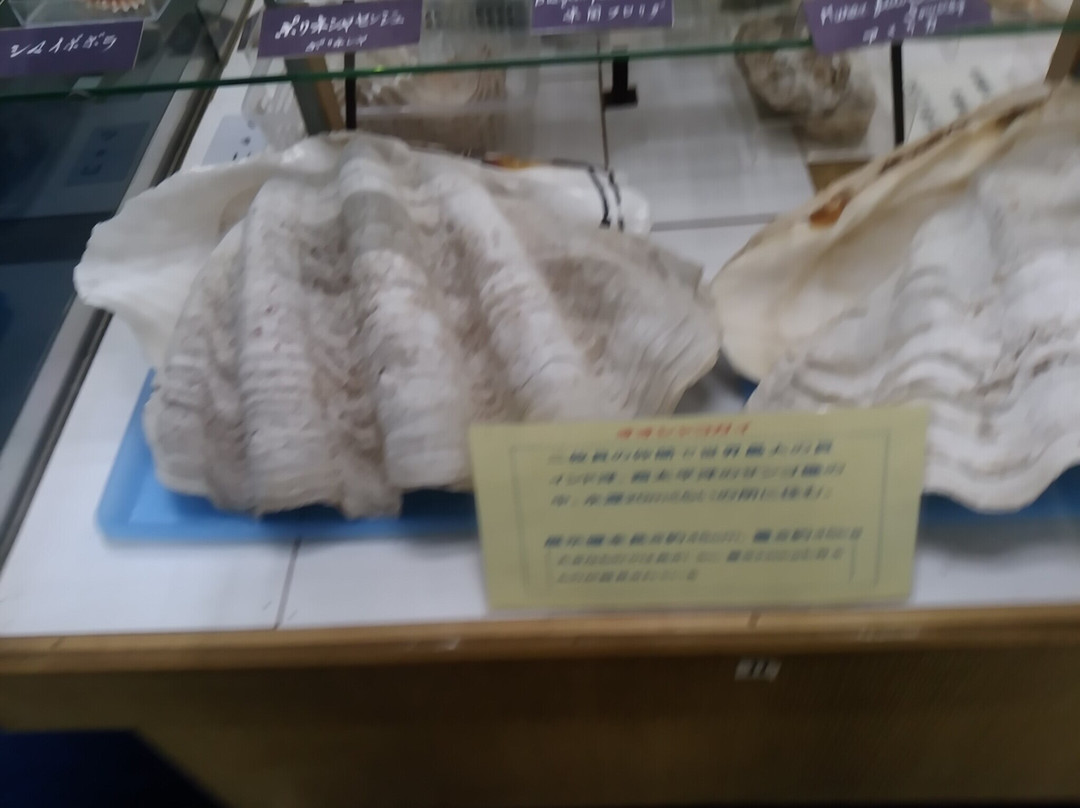 Tsuyama Nature & Mystery Museum-津山市必去景点