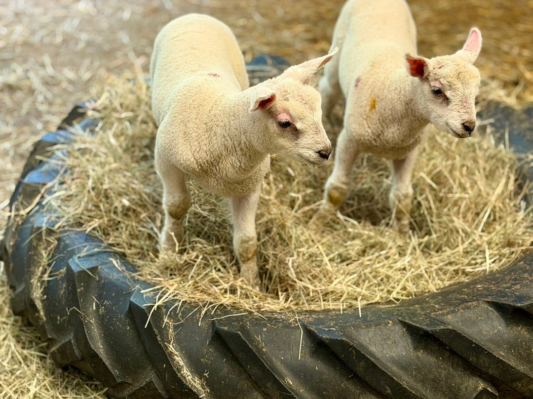 Chobham Adventure Farm-Chobham必去景点