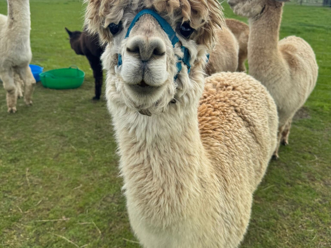 Bowbridge Alpacas Scotland-Peat Inn必去景点
