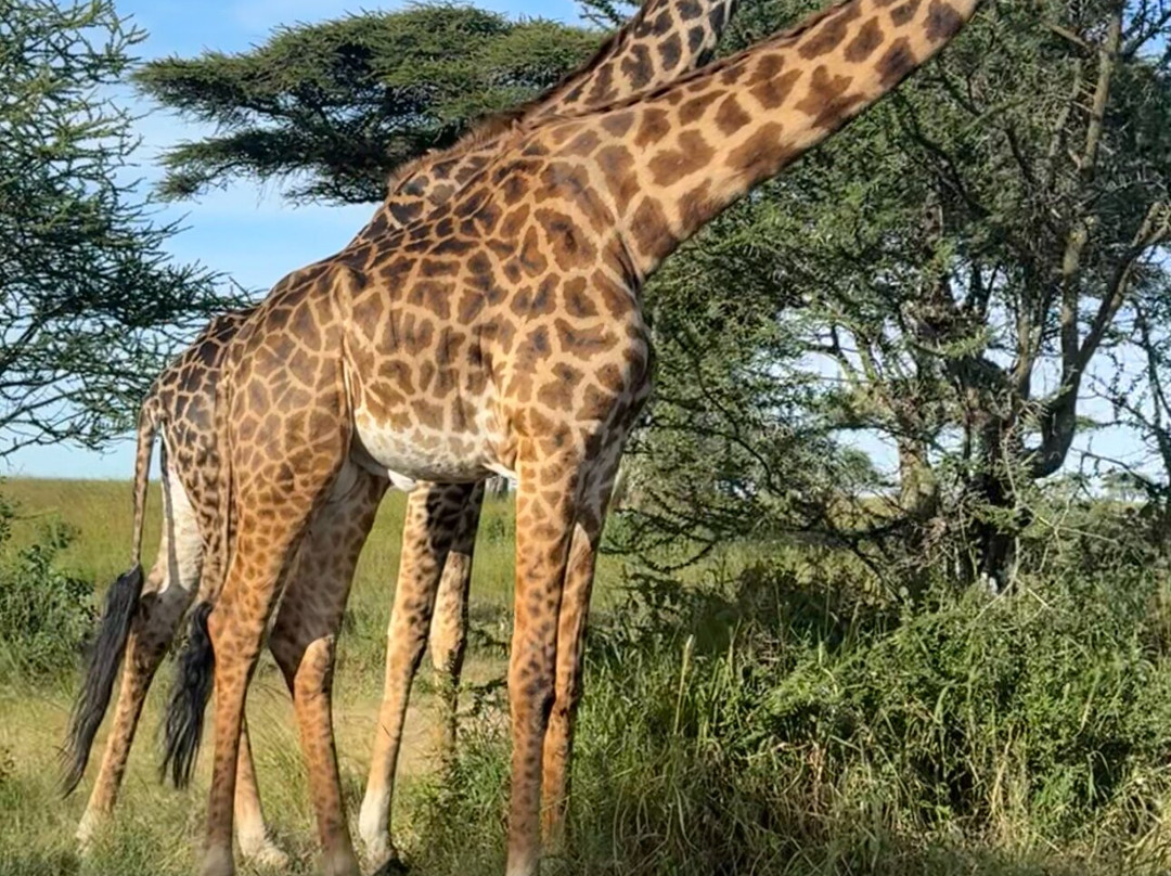 Africa Campsbay Tours-阿鲁沙必去景点