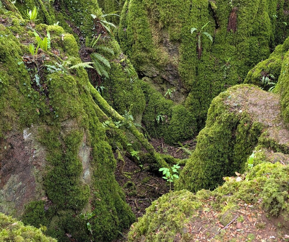 Puzzlewood-Coleford必去景点