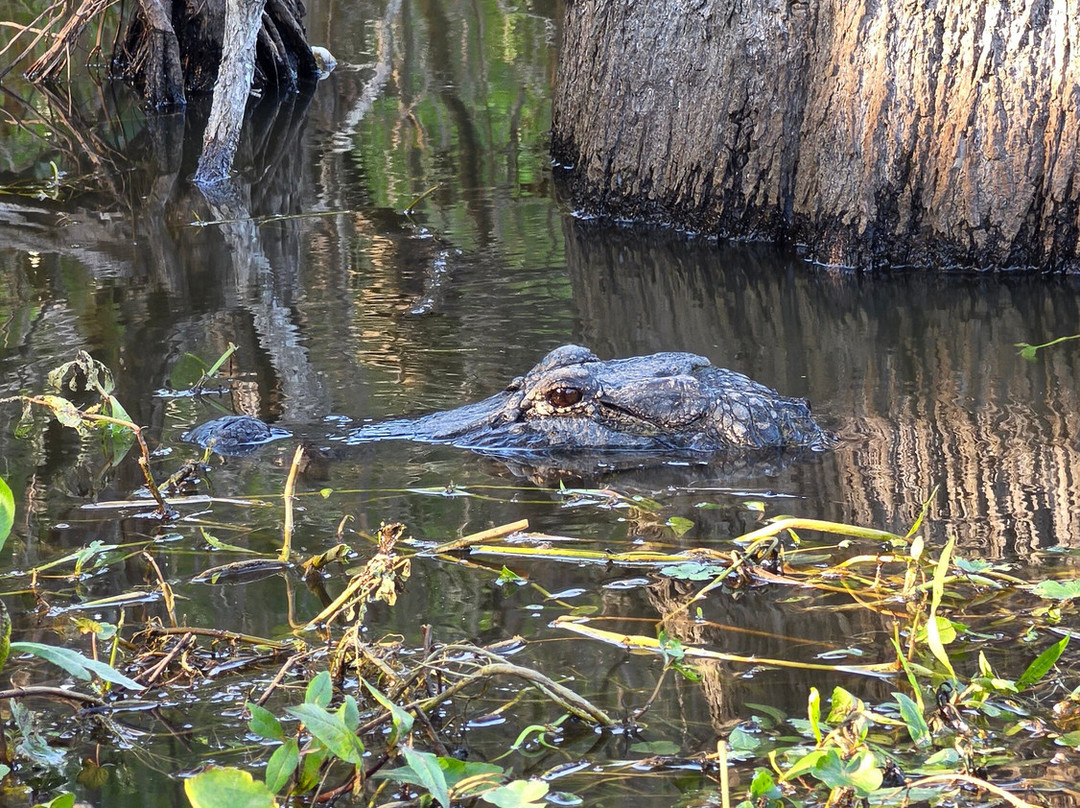 Louisiana Swamp Tours-布里奥克斯桥必去景点