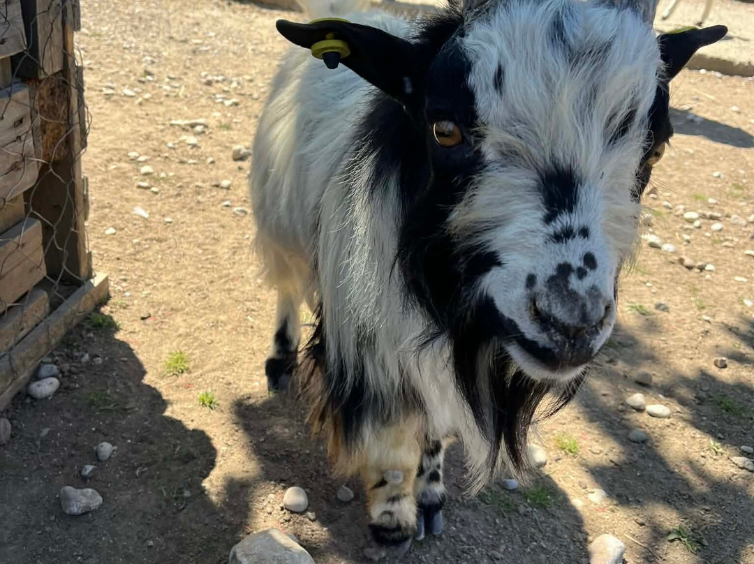 Farma of Rhodes Petting Zoo-罗德斯必去景点