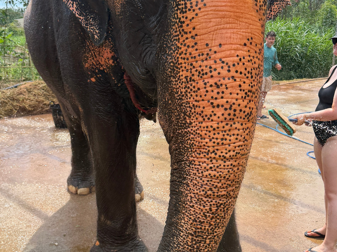 Phuket Elephant Care-奈通必去景点