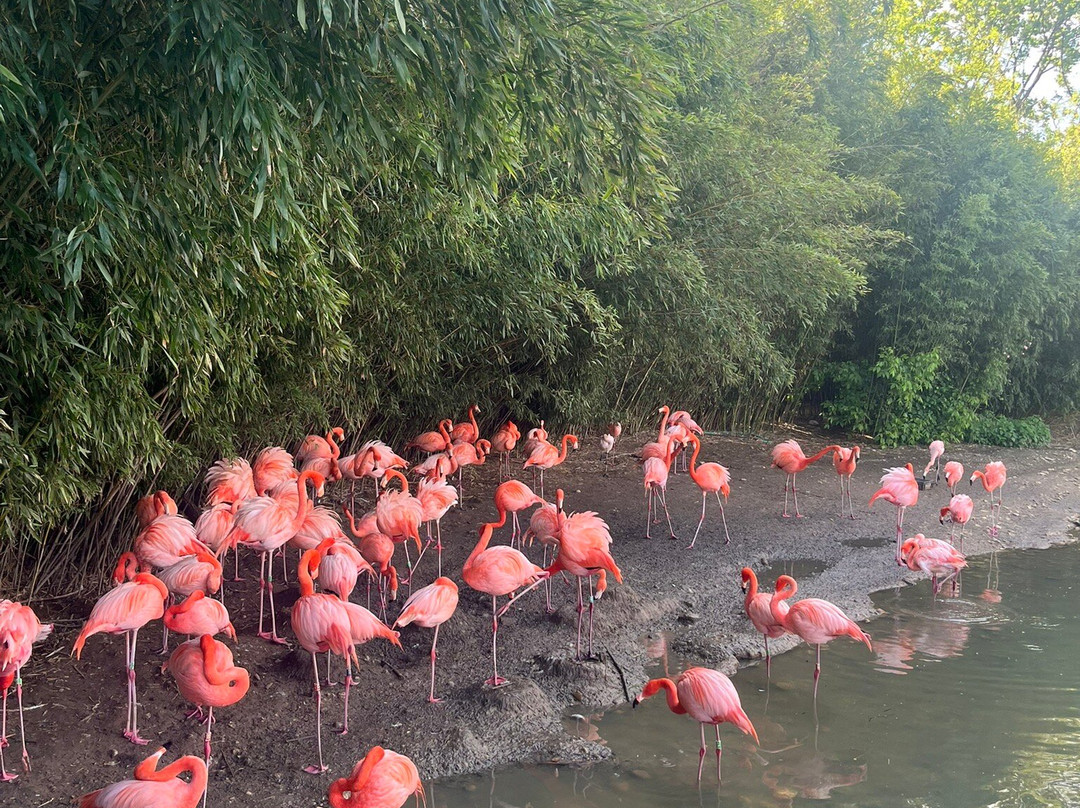 Parc Des Oiseaux-Villars-les-Dombes必去景点