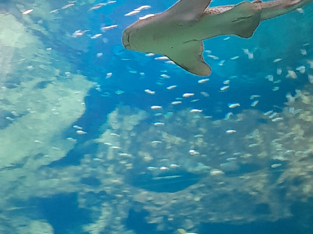 Aquarium de Lyon-La Mulatiere必去景点