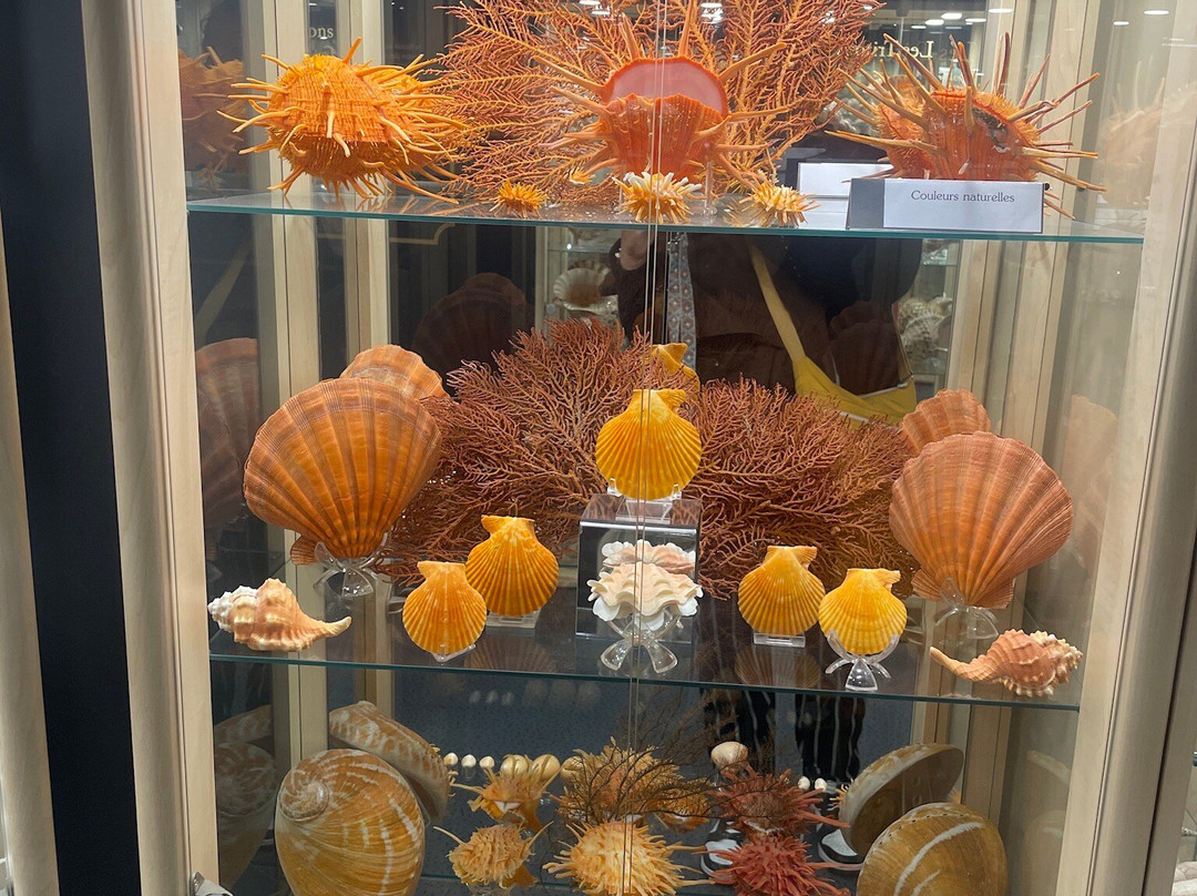 Museum du Coquillage-莱萨布勒多洛讷必去景点
