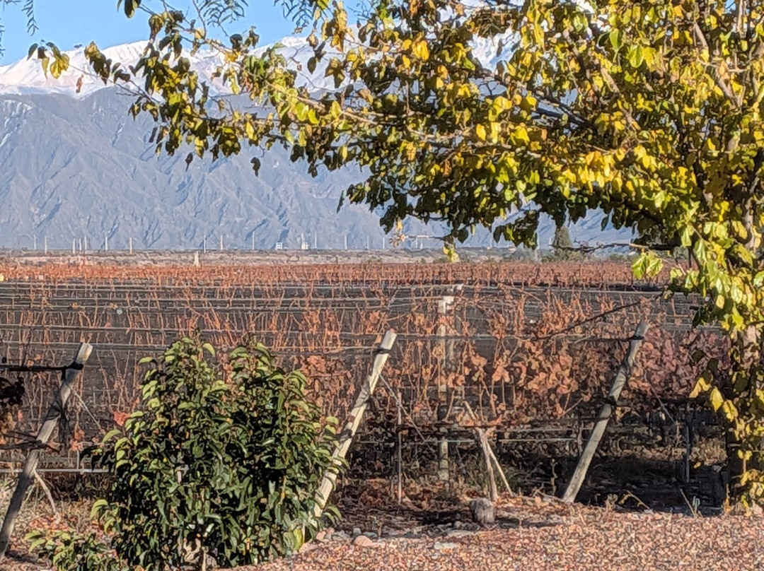 Finca Bandini-路冉得库约必去景点