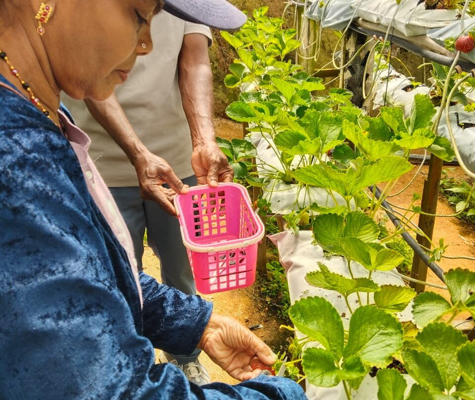 Raju Hill Strawberry Farm-金马仑高原必去景点