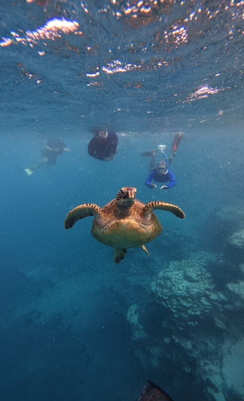 Go Local Cook Islands-堤堤卡维加必去景点