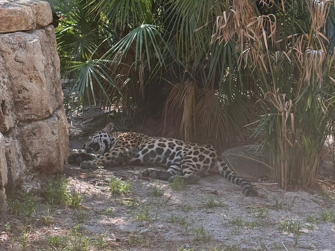 Jacksonville Zoo & Gardens-杰克逊维尔必去景点