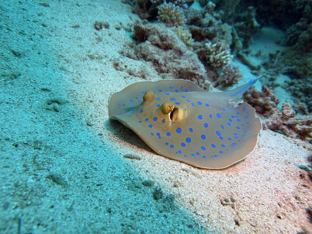 Red sea diving-赫尔格达必去景点