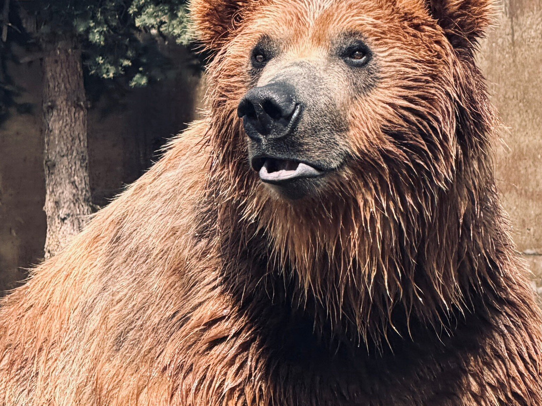 Montana Grizzly Encounter-博兹曼必去景点
