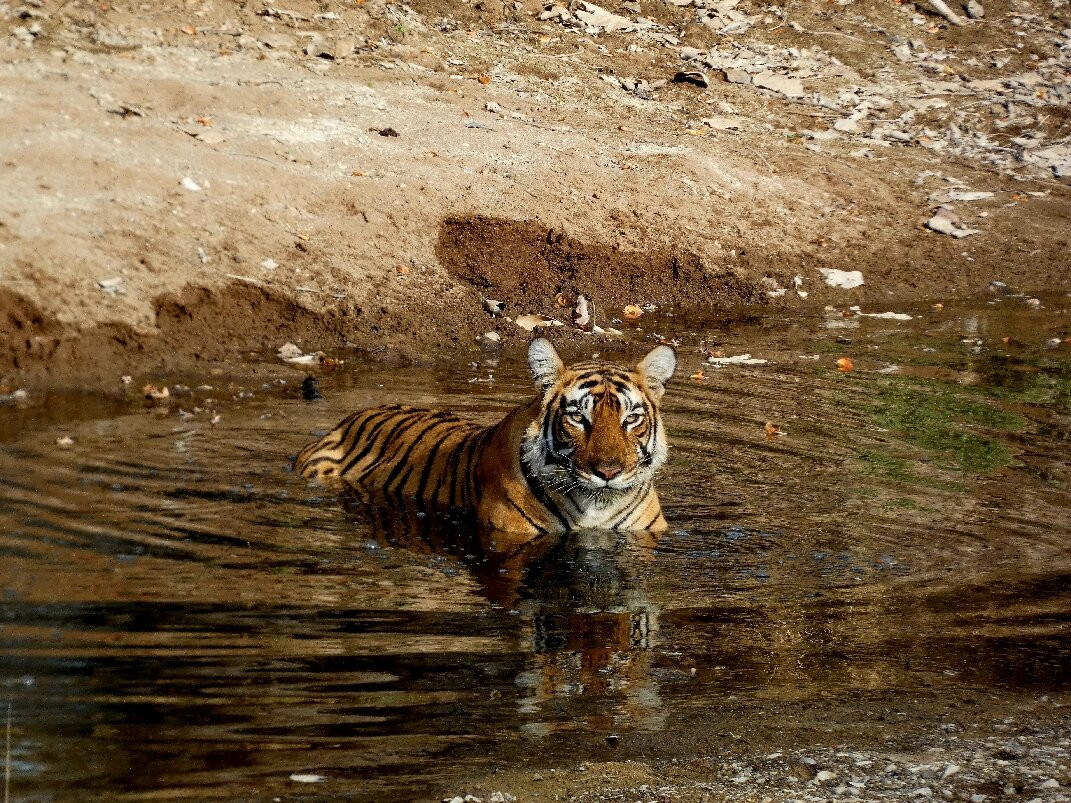 Ranthambore Tiger Safari-瑟瓦伊马托布尔必去景点