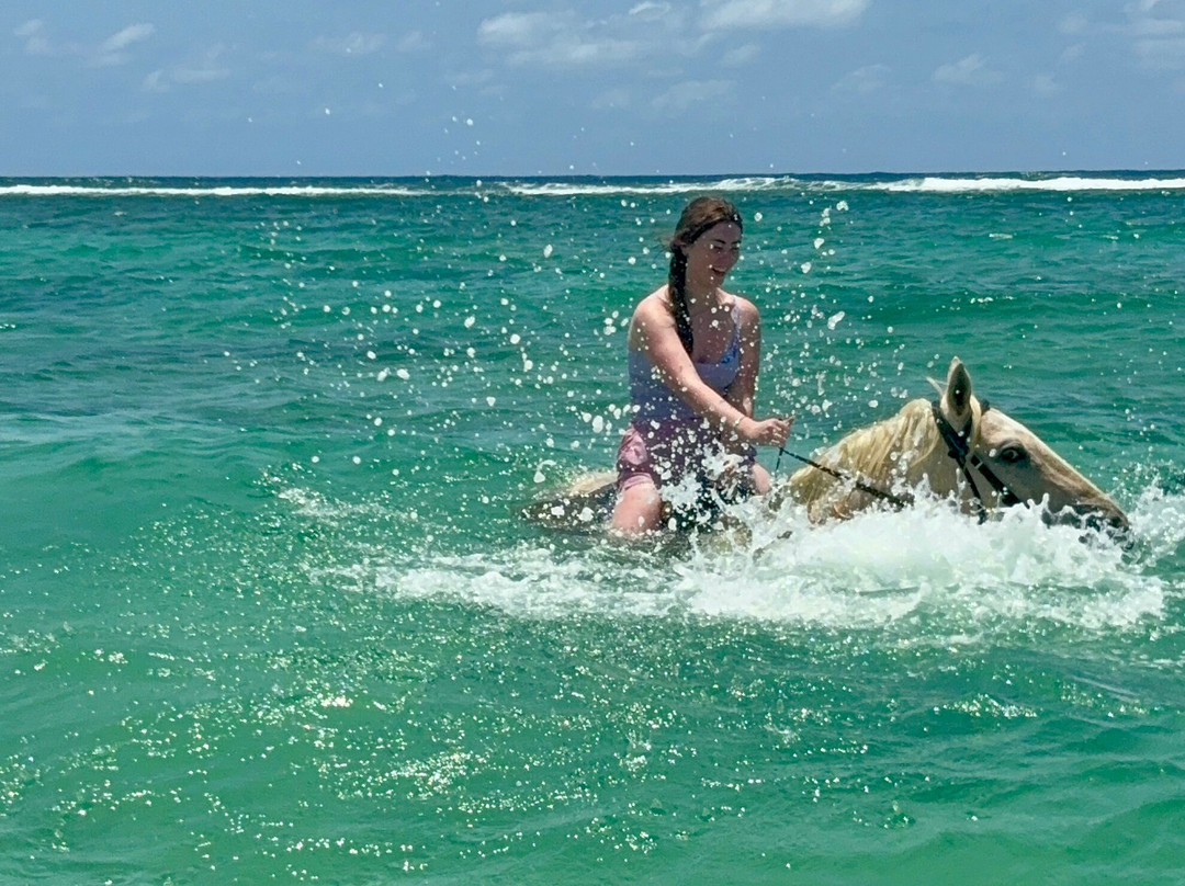 Equus Rides Horseback Riding St. Croix-Frederiksted必去景点