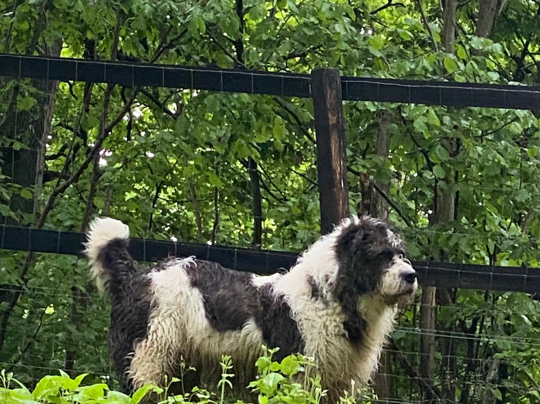 Libearty Bear Sanctuary Zarnesti-Zarnesti必去景点