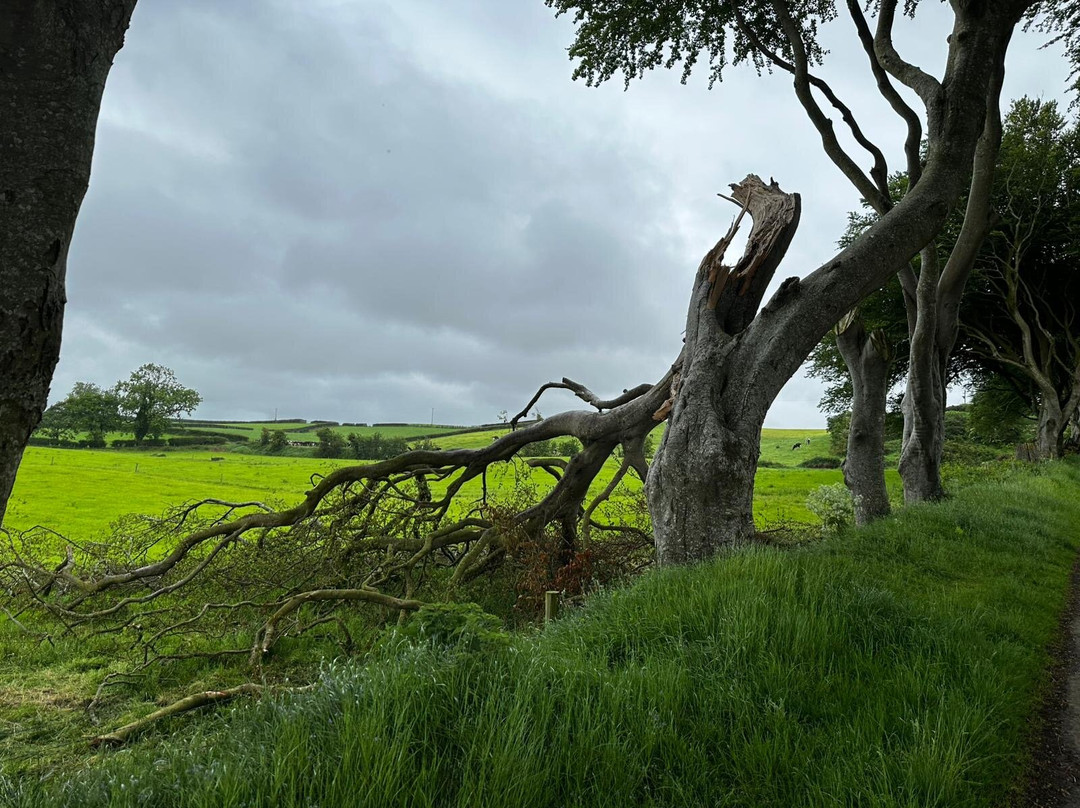 The Dark Hedges-巴利马尼必去景点