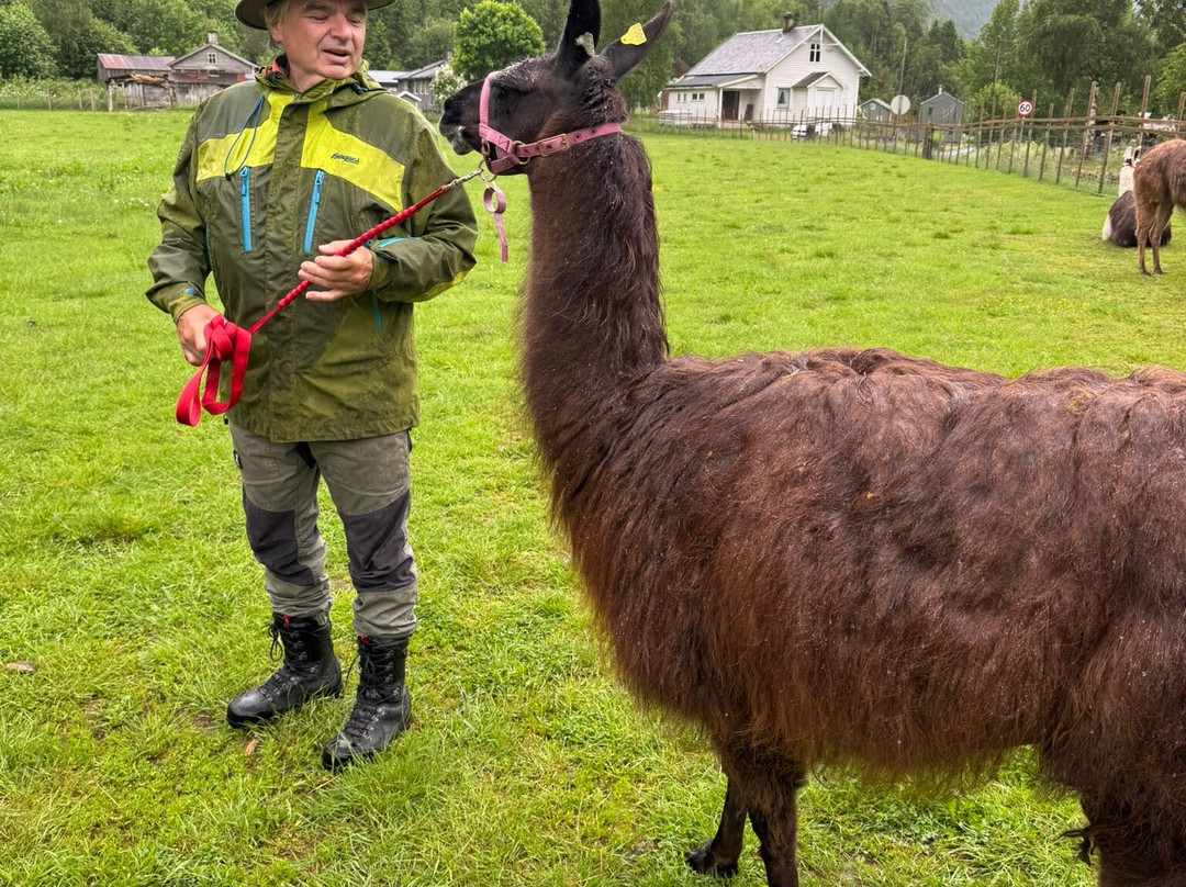 Skjolden Llamas-Skjolden必去景点