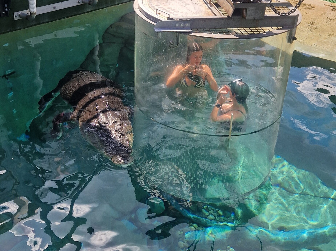 Crocosaurus Cove-达尔文市必去景点