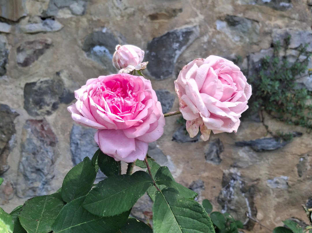 Jardin de l'Abbaye de Valsaintes-西米昂拉-罗通德必去景点