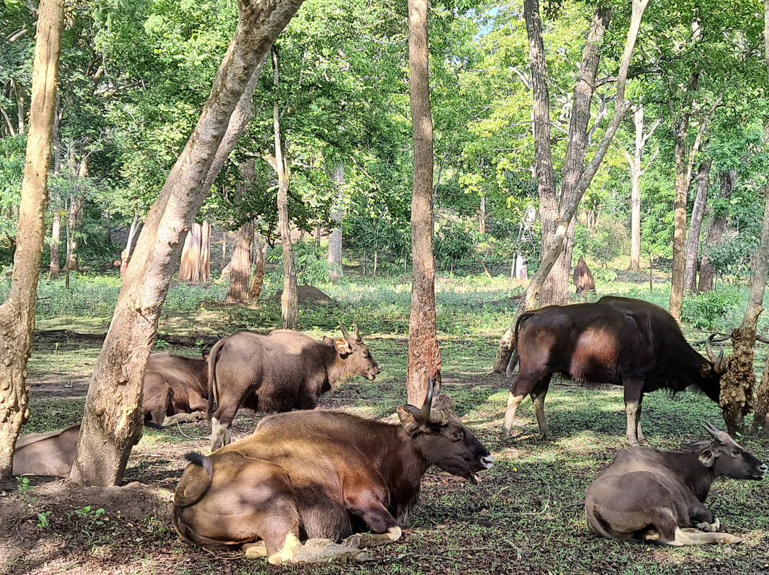Kabini Wildlife Safari - Day Tour-纳加尔霍雷国家公园必去景点