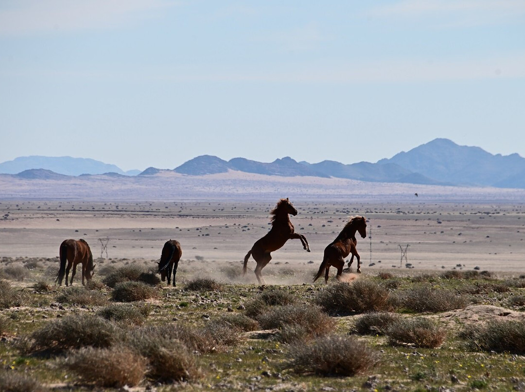 Wild Horses of Aus-Aus必去景点