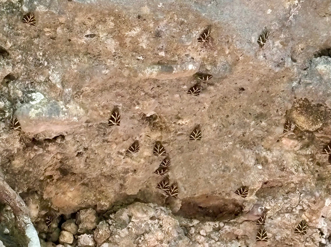 Valley of the Butterflies-Petaloudes必去景点